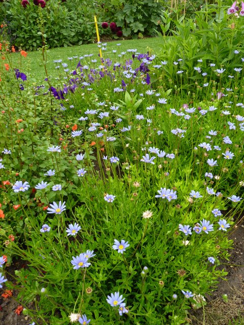 Felicia amelloides